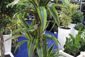 Sajam hortikulture 2015