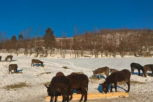 Farma magaraca "Mali farmer"