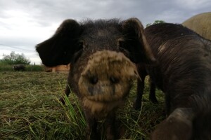 Robert Bujan, uzgajivač fajferica iz Draganića