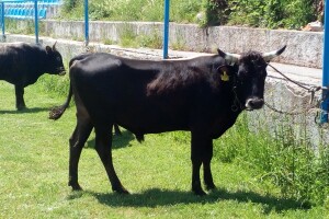 Smotra konja i goveda u Krivom Putu