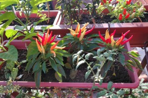 Urbano baštovanstvo