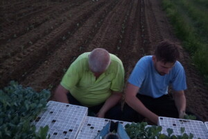Sadnja zelja na površinama Poljoprivredne zadruge Dubrava