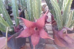 Otac i ćerka najveći proizvođači kaktusa u Vrbasu