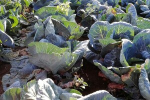 Počinje sezona kupusa: Cena do 25 dinara za kilogram