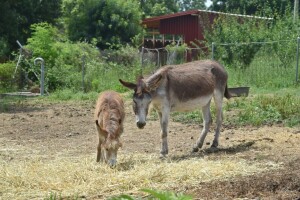 Farma domaćeg balkanskog magarca u srcu Šumadije