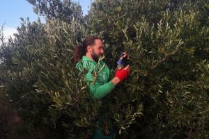 Ekstra nevino maslinovo ulje Andrijana Nigoevića