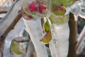 Orošavanje voćki u nasadima tvrtke Rabo