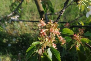 Štete od mraza na voćkama Stjepana Dumančića