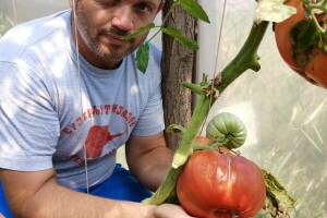 Džinovski paradajz i kivano