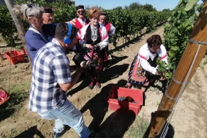 Prvi put obilježen početak berbe grožđa u Zadarskoj županiji