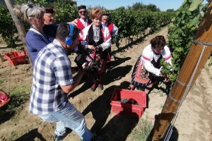 Prvi put obilježen početak berbe grožđa u Zadarskoj županiji