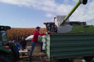 FAZOS kukuruzi - berba na pokušalištu u Tenji