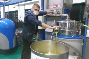 Prerada maslina u uljari Bilaja