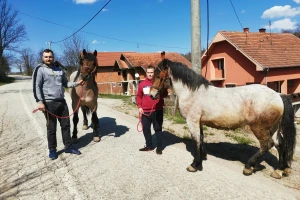 Radni konji kao atrakcija