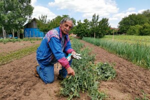 Iznajmljivanje bašti po uzoru na Švajcarsku