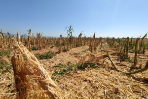 Štete od leda na usjevima u požeškom kraju