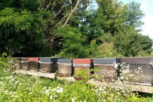 Pčele Nikole Pratnemera