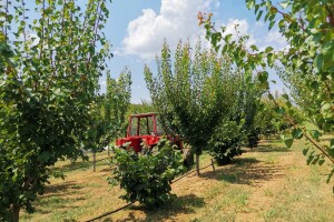 Jagodinski voćari zadovoljni rodom i cenama