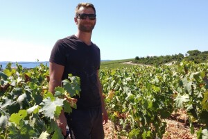 Berba grožđa u Kraljevskim vinogradima