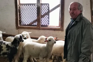 Dimitrijevići sa plemenitih prešli na domaću rasu