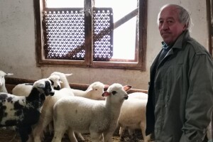 Dimitrijevići sa plemenitih prešli na domaću rasu