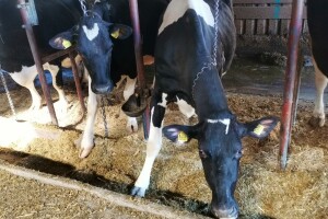 Farma krava Butmir - HF pasmina