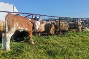 Stočna pijaca u Sarajevu