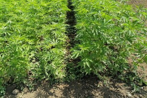 Industrijska konoplja i proizvodi od nje