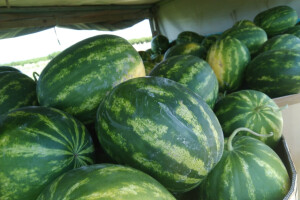 Krenula berba lubenice u dolini Neretve