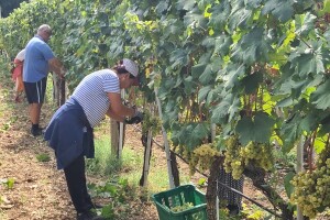 Berba grožđa u vinogradima Milas