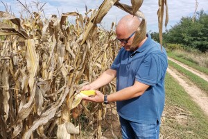 Suša ostavila traga na kukuruzu