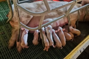 Svinje rokću do "ručka", a podnevnu dremku ne ometa ni lokalni melos