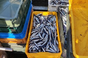 Ribarska zadruga Adria