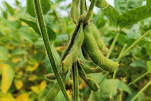 Suncokret će podbaciti, rod soje će biti dobar