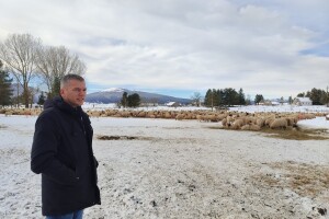 Obitelj Romić iz Kupresa najveći proizvođači ovčijeg mlijeka u BiH