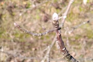 Rodni pupoljci na voćkama