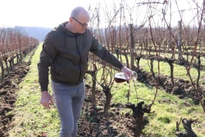Tradicionalna rezidba vinograda na Sveti Trifun