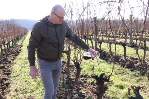 Tradicionalna rezidba vinograda na Sveti Trifun