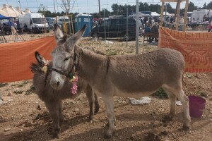 Legendarni Benkovački sajam na novouređenom prostoru