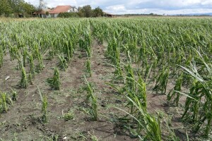 Nevreme Bačka Palanka