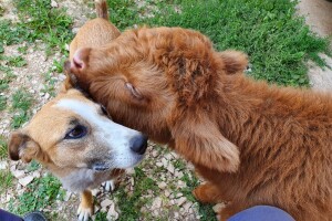 Farma škotskih visinskih goveda kod Jajca