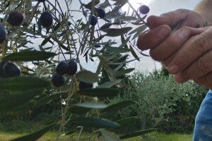 OPG Matijašić - berba maslina