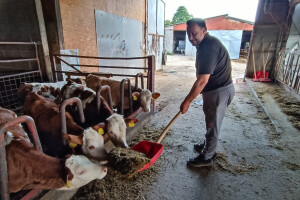 Farma muznih krava Josipa Lukića