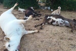 Neobjašnjiva uginuća stoke