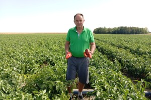 Proizvodnja paprike, Dejan Čule