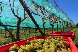 Berba grožđa u Tomislavgradu