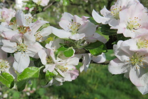 Voćnjak - kraj aprila