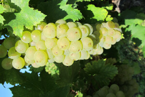 Zbog smrzavanja niži prinosi, ali dobra kvaliteta grožđa