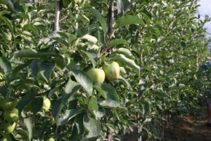 Radionica u sklopu projekta JABUKA.NET 2