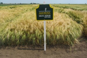 Dan polja pšenice u Vrbasu 2015.